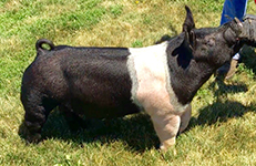 Stugots